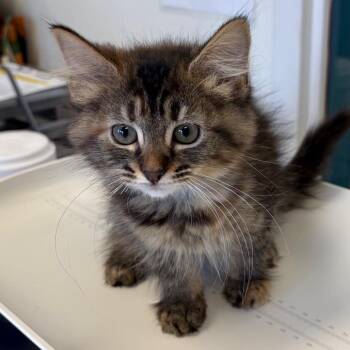 Little Sparrow -  Domestic Medium Hair Cat for Adoption in Nashville, Tennessee - Little Sparrow | PetCurious