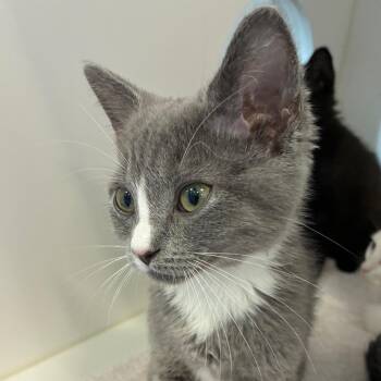 Delilah -  Domestic Medium Hair Cat for Adoption in Greensboro, North Carolina - Delilah | PetCurious