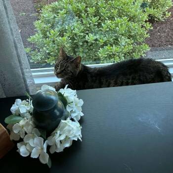 Leo - 19 yo senior in foster home -  Domestic Short Hair Cat for Adoption in Myrtle Beach, South Carolina - Leo - 19 Yo Senior In Foster Home | PetCurious