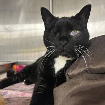 Domestic Short Hair Cats Available for Adoption - Wink | PetCurious