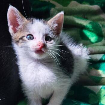 Domestic Short Hair Cats Available for Adoption in Kansas City, Missouri - Louie | PetCurious