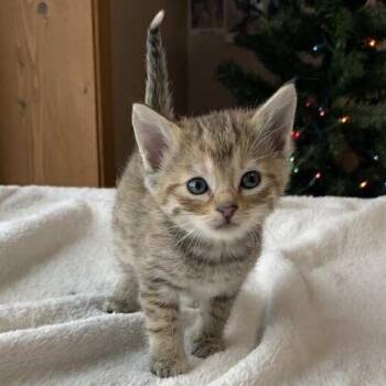 Domestic Short Hair Cats Available for Adoption - Pumpkin Spice C25-071 | PetCurious