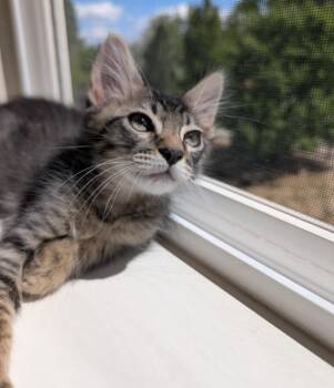 Domestic Short Hair Cats Available for Adoption in Fort Collins, Colorado - Andromeda | PetCurious