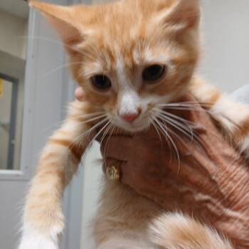 Mingus -  Domestic Short Hair Cat for Adoption in Blue Ridge, Georgia - Mingus | PetCurious
