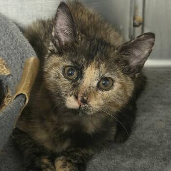 Siren -  Domestic Short Hair Cat for Adoption in Falls Church, Virginia - Siren | PetCurious