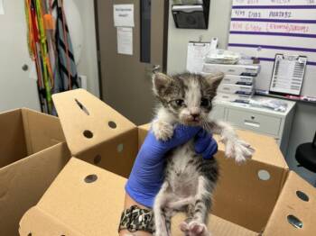 Rescue Domestic Short Hair Cats for Adoption in Ontario, California - MUFFIN- IN FOSTER | PetCurious