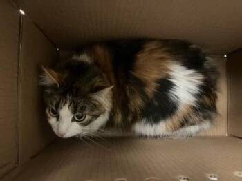 Domestic Long Hair Cats Available for Adoption in Wichita, Kansas - Nala | PetCurious