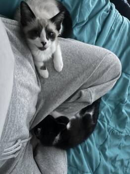 Pearl Krabs -  Snowshoe and Siamese Cat for Adoption in Dallas, Texas - Pearl Krabs | PetCurious