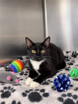 Melissodora -  Domestic Short Hair Cat for Adoption in Fort Lupton, Colorado - Melissodora | PetCurious