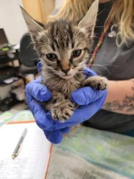 Cinnamon -  Domestic Short Hair Cat for Adoption in Sacramento, California - Cinnamon | PetCurious