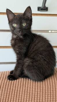 Umbra -  Domestic Short Hair Cat for Adoption in New Baltimore, Michigan - Umbra | PetCurious