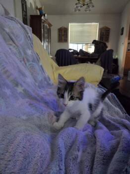 Nessarosa -  Domestic Medium Hair Cat for Adoption in Lancaster, California - Nessarosa | PetCurious