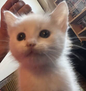 Rescue Domestic Short Hair Cats for Adoption in San Jose, California - Girly | PetCurious