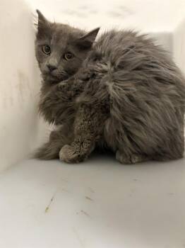 Domestic Short Hair Cats Available for Adoption in Indianapolis, Indiana - TREBLE | PetCurious