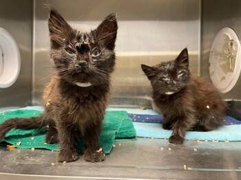 JOHNNY -  Domestic Medium Hair Cat for Adoption in Tustin, California - JOHNNY | PetCurious