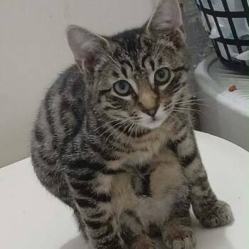 Maximus -  Domestic Short Hair Cat for Adoption in Jupiter, Florida - Maximus | PetCurious
