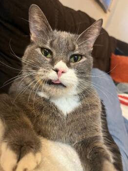 Domestic Short Hair Cats Available for Adoption - Ringo | PetCurious