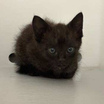 Falcon -  Domestic Short Hair Cat for Adoption in Columbus, Georgia - Falcon | PetCurious