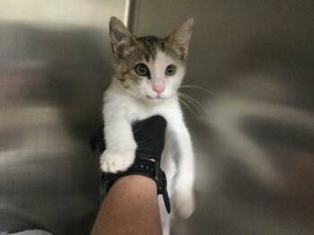 Domestic Short Hair Cats Available for Adoption - TOLEDO | PetCurious