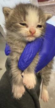 Sparky -  Domestic Short Hair Cat for Adoption in Greencastle, Indiana - Sparky | PetCurious