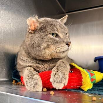 Domestic Short Hair Cats Available for Adoption in New York, New York - Manny | PetCurious