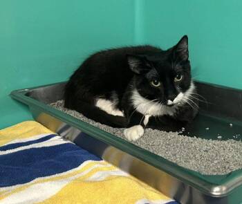 Domestic Short Hair Cats Available for Adoption in Sterling, Massachusetts - Tux 1 Year Male | PetCurious
