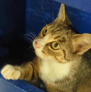 Rescue Domestic Short Hair Cats for Adoption in Indianapolis, Indiana - Adele | PetCurious
