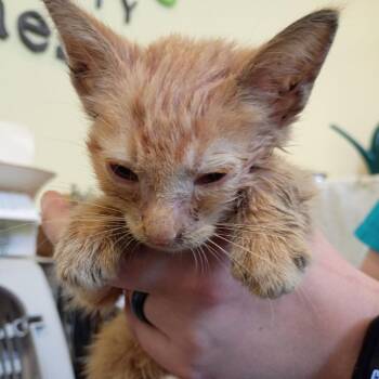 Hot Wings -  Domestic Short Hair Cat for Adoption in Lynchburg, Virginia - Hot Wings | PetCurious