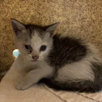Ziggy -  Domestic Short Hair Cat for Adoption in Pasadena, California - Ziggy | PetCurious