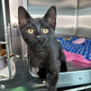 Sheba -  Domestic Short Hair Cat for Adoption in Matteson, Illinois - Sheba | PetCurious