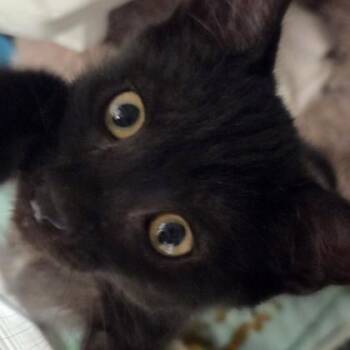 Bewear -  Domestic Short Hair Cat for Adoption in Voorhees Township, New Jersey - Bewear | PetCurious