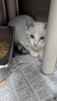 Fleetwood Mac -  Siamese Cat for Adoption in Evansville, Indiana - Fleetwood Mac | PetCurious