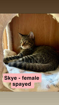 Rescue Domestic Short Hair Cats for Adoption in Herndon, Virginia - Skye | PetCurious