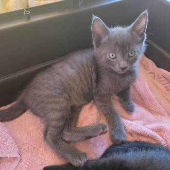 Bagheera -  Domestic Short Hair Cat Available for Adoption in San Diego, California - Bagheera | PetCurious