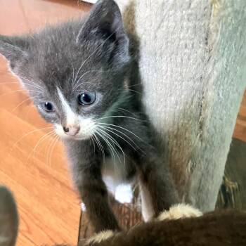 Smokie -  Domestic Short Hair Cat for Adoption in Brownsboro, Alabama - Smokie | PetCurious