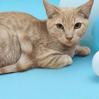 Rescue Domestic Short Hair Cats for Adoption in Los Angeles, California - Lando | PetCurious