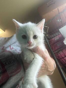 Frosty -  Domestic Short Hair Cat for Adoption in Pine Grove, Pennsylvania - Frosty | PetCurious