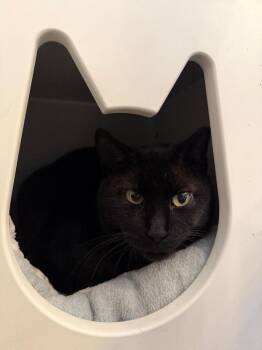 Domestic Short Hair Cats Available for Adoption in St. Peters, Missouri - Miss Kitty | PetCurious