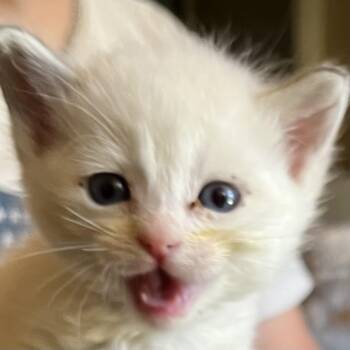 Dolomite -  Domestic Short Hair Cat for Adoption in Santa Fe, New Mexico - Dolomite | PetCurious