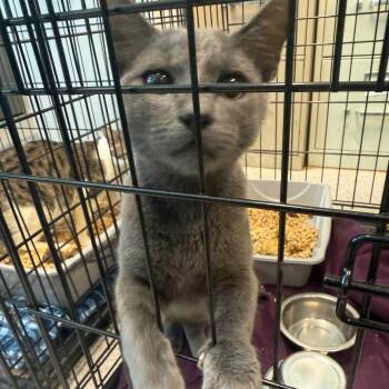 Justin -  Domestic Short Hair Cat for Adoption in Horn Lake, Mississippi - Justin | PetCurious
