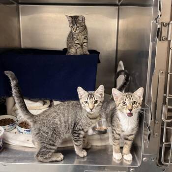 Rita -  Domestic Short Hair Cat for Adoption in Brockton, Massachusetts - Rita | PetCurious
