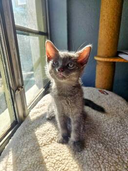 Rescue Domestic Short Hair Cats for Adoption in Treasure Island, Florida - Pearl | PetCurious