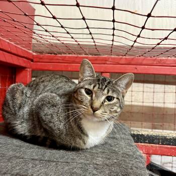 Rescue Domestic Short Hair Cats for Adoption in Centerville, Georgia - Penne | PetCurious