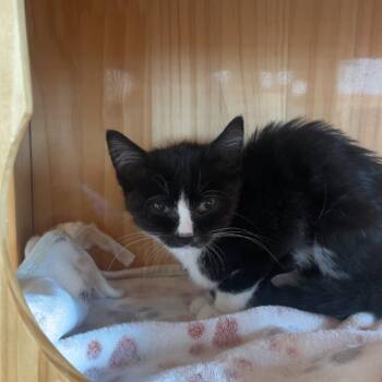Cruella -  American Shorthair Cat for Adoption in Torrey, Utah - Cruella | PetCurious