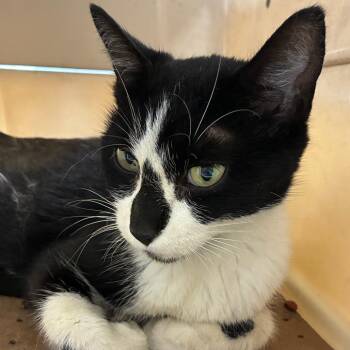 MPAC1054/Linda -  Domestic Short Hair Cat for Adoption in Oak Park, Illinois - MPAC1054/Linda | PetCurious