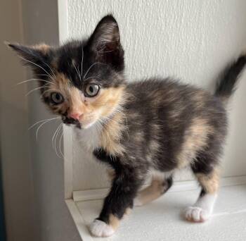 Peanut (Medical Hold) -  Domestic Short Hair Cat for Adoption in Williamsburg, Iowa - Peanut (Medical Hold) | PetCurious