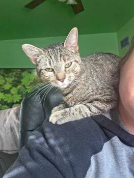 Francine -  Domestic Short Hair Cat for Adoption - Francine | PetCurious