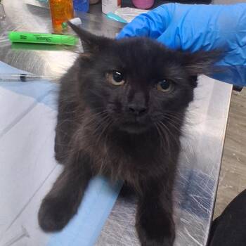 Lorena -  Domestic Short Hair Cat for Adoption in Summerville, South Carolina - Lorena | PetCurious