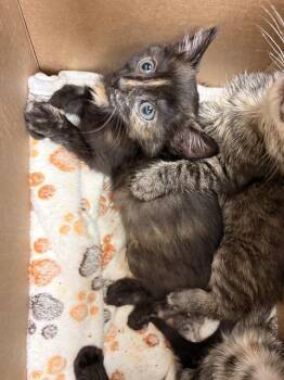 ROSE -  Domestic Short Hair Cat for Adoption in Las Vegas, Nevada - ROSE | PetCurious