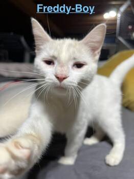 Domestic Short Hair Cats Available for Adoption in Telford, Pennsylvania - Freddy (Snow White Litter) | PetCurious
